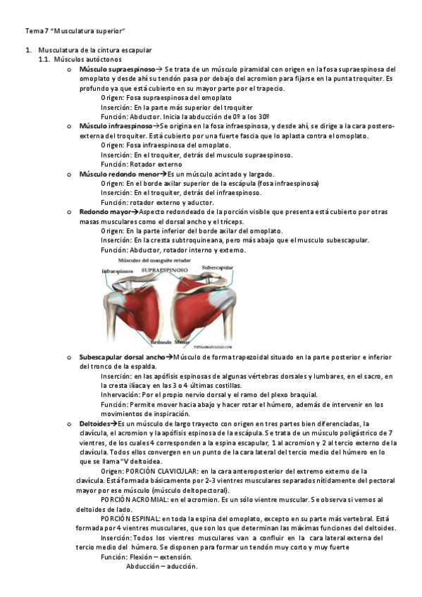 Miniatura del documento Musculos-del-tren-superior-.pdf