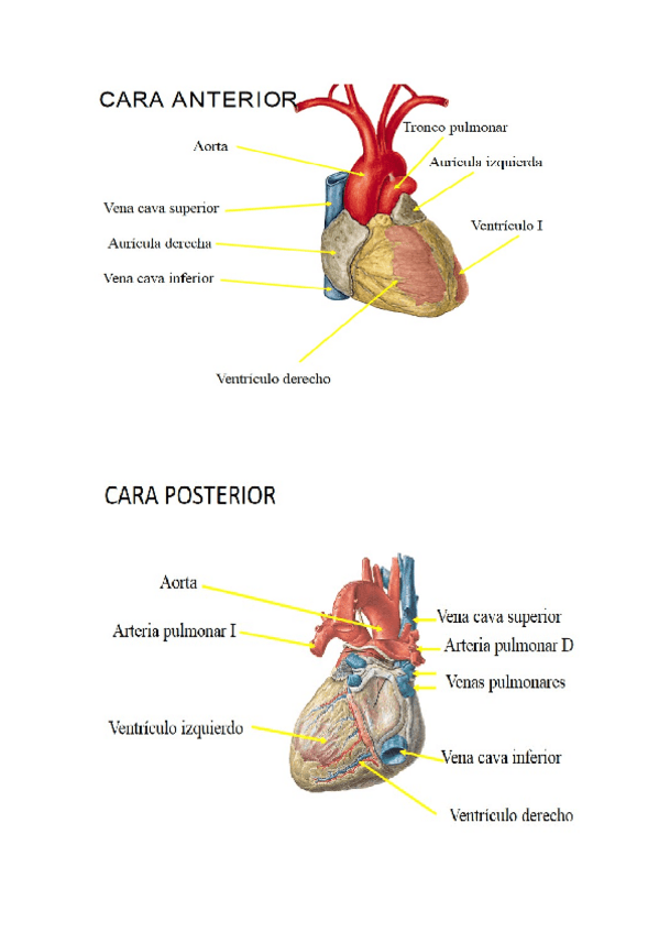 Miniatura del documento examen-practico-anatomia.docx