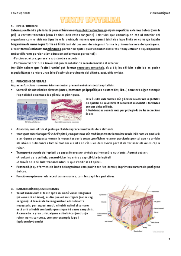 Miniatura del documento Teixit-epitelial.pdf