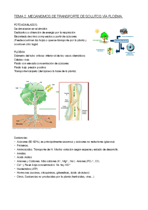 Miniatura del documento TEMA-2.pdf