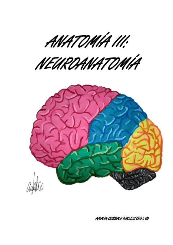 Miniatura del documento NEUROANATOMIA-AMALIA-CORRALO.pdf