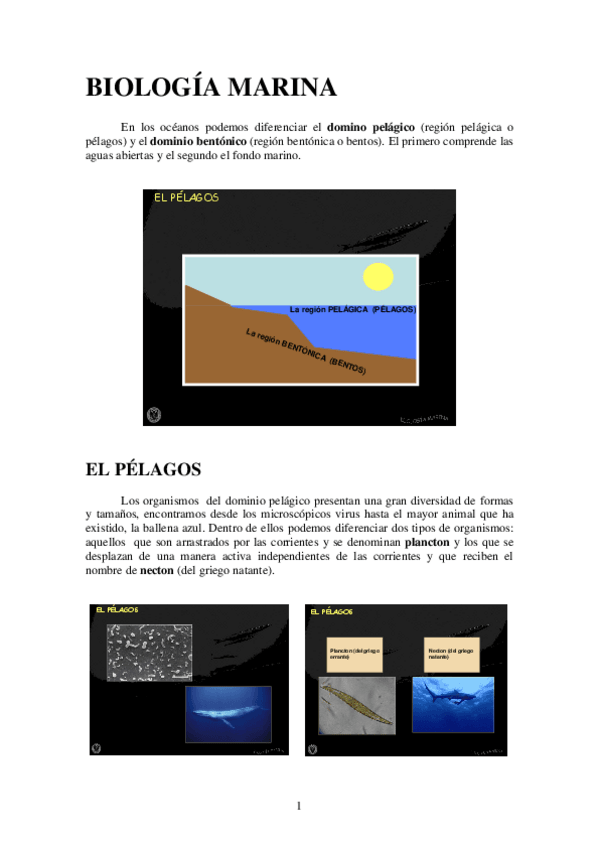 Miniatura del documento EL PÉLAGOS 1.pdf