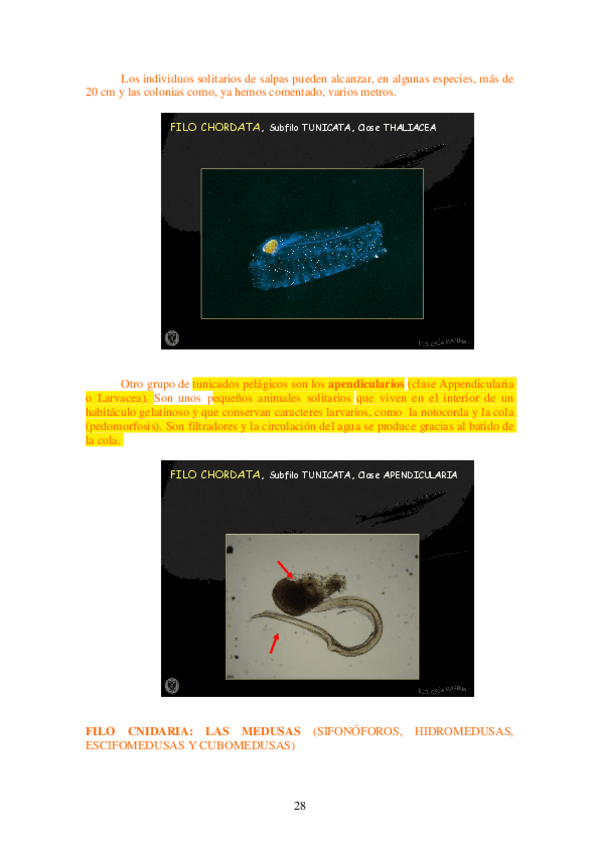 Miniatura del documento EL PÉLAGOS-3.pdf