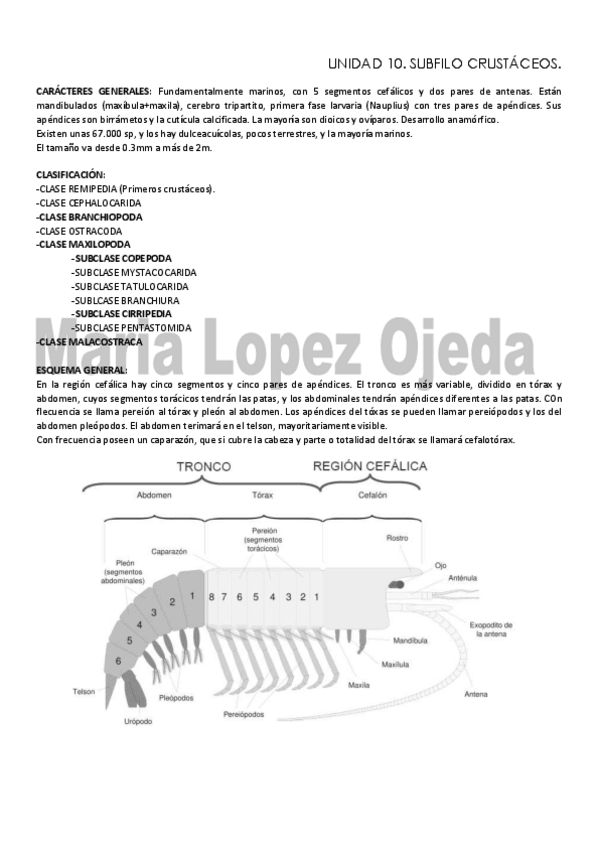 Miniatura del documento TEMA 9101112.pdf