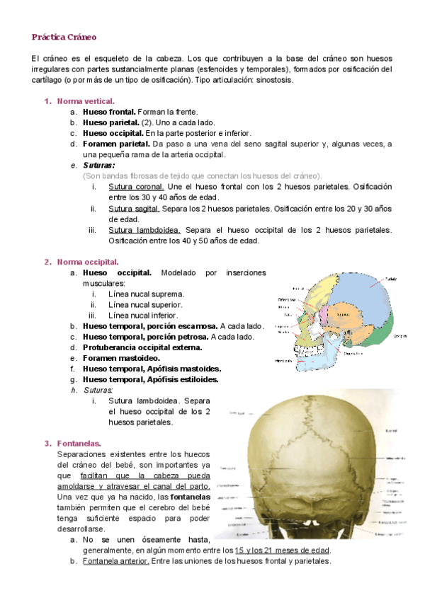 Miniatura del documento Practica-craneo.pdf