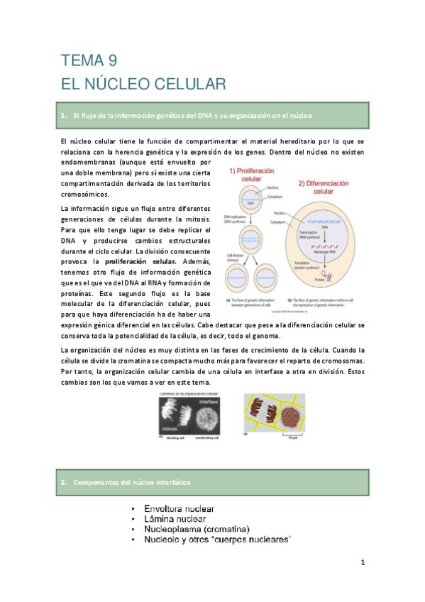 Miniatura del documento TEMA-9-EL-NUCLEO-CELULAR.pdf