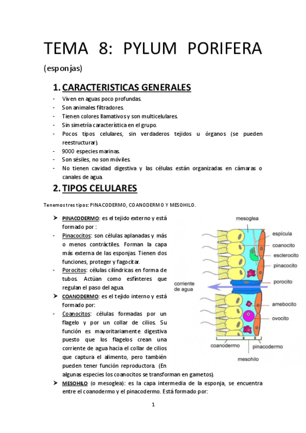 Miniatura del documento TEMA-8-ESPONJAS.pdf