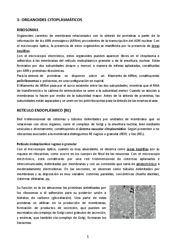 Miniatura del documento Tema-3-Histologia-Ofi.pdf