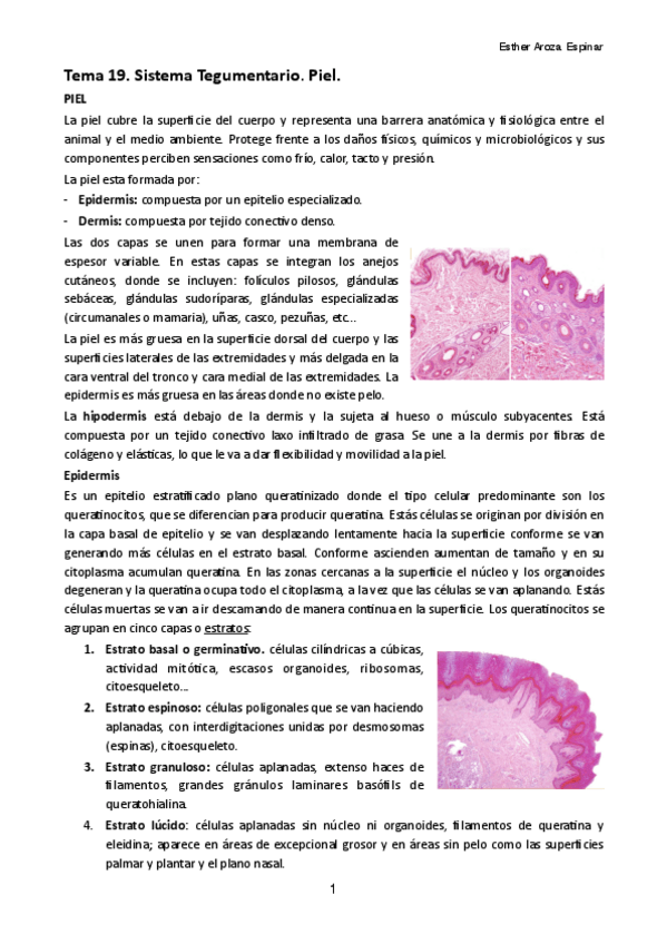Miniatura del documento Tema-19.pdf