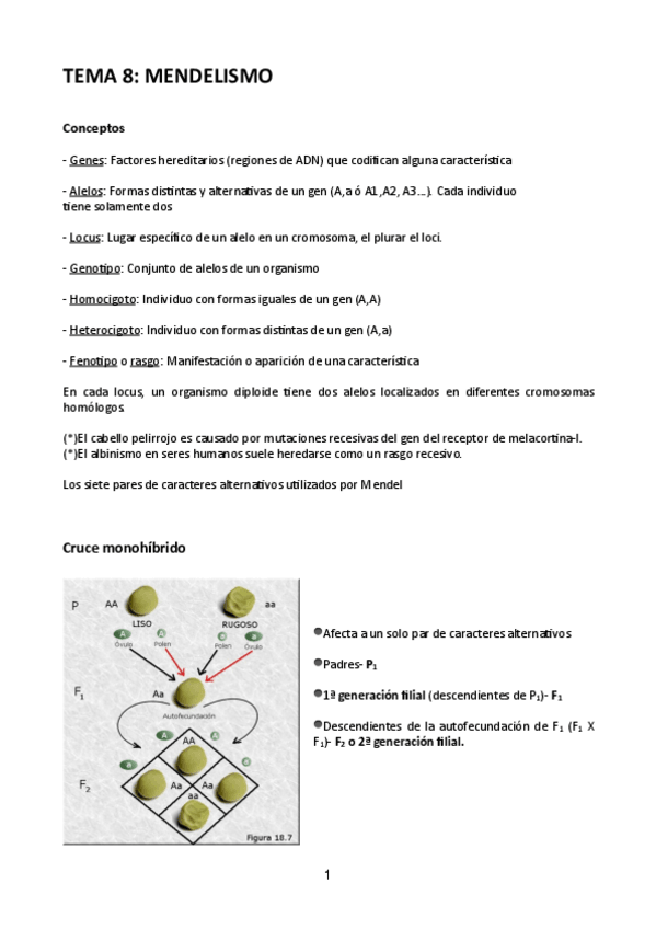 Miniatura del documento Tema-8-Genetica.pdf