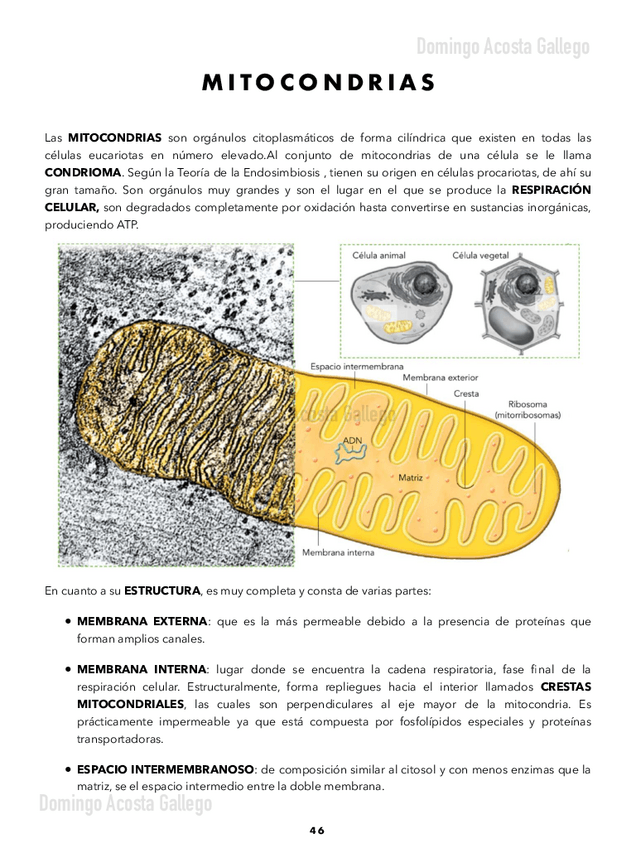 Miniatura del documento Organulos-II-Mitocondrias-Peroxisomas-Plastos-Vacuolas-Citoesqueleto-Centriolos-y-Cilios-y-Flagelos-.pdf