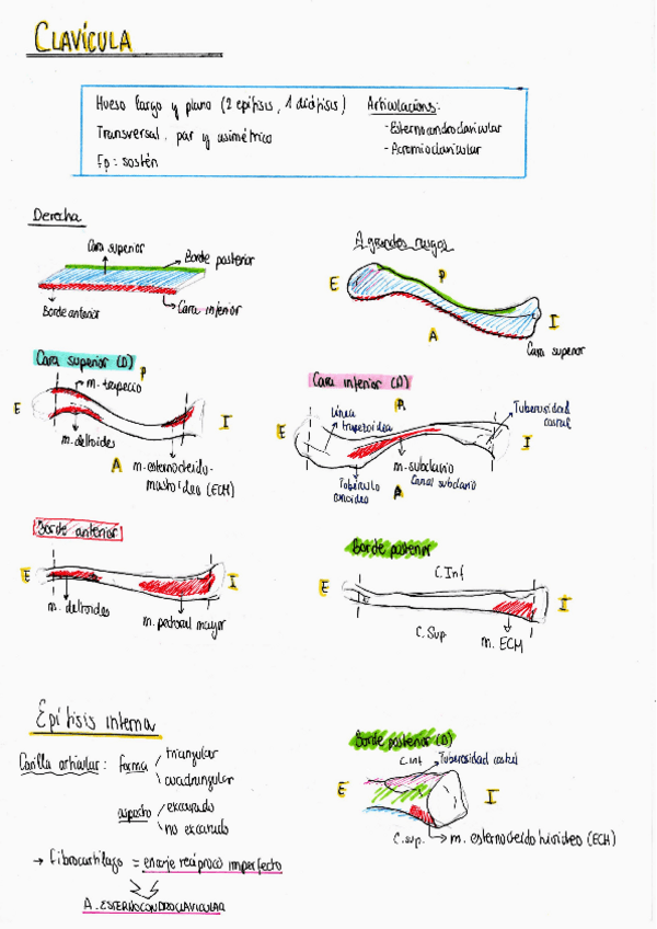 Miniatura del documento Osteologia-Clavicula.pdf