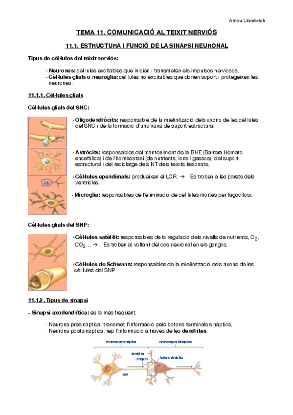 Miniatura del documento Apunts-Fisiologia-i-Fisiopatologia-I-Tema-11.pdf