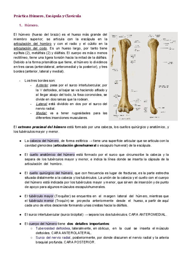 Miniatura del documento Omoplato-humero-y-clavicula.pdf