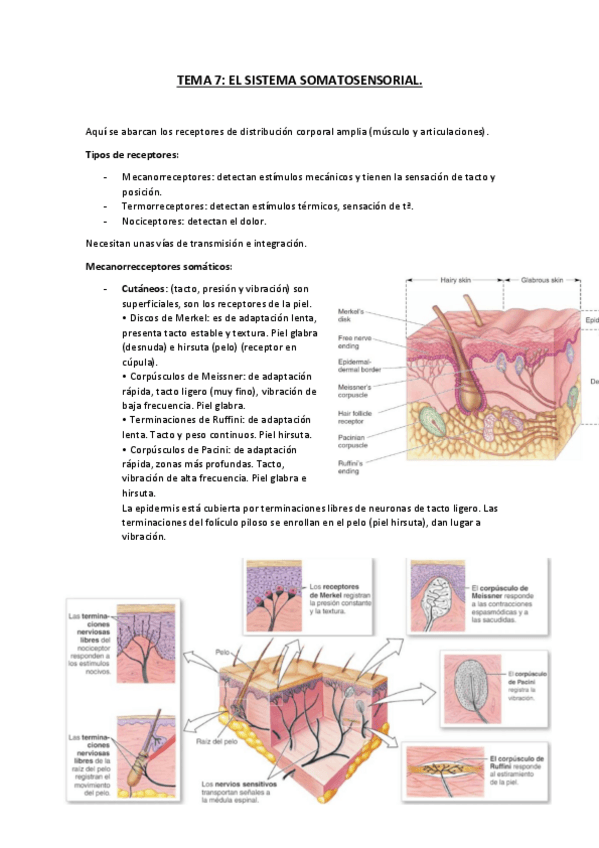 Miniatura del documento TEMA-7.pdf