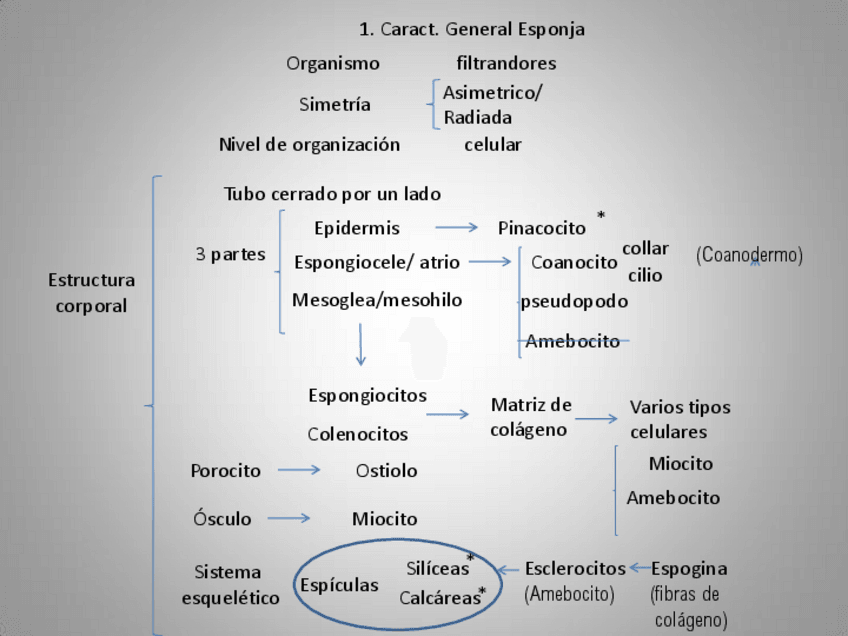 Miniatura del documento fauna-t-2.pdf