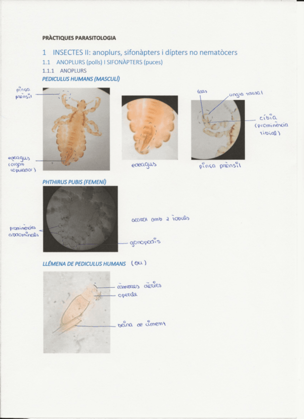 Miniatura del documento PARASITOLOGIA-PRACTIQUES.pdf