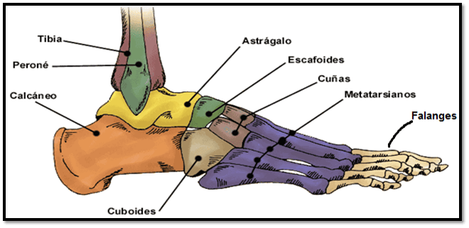 Miniatura del documento Huesos.png