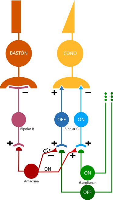 Miniatura del documento Conos y bastones.png