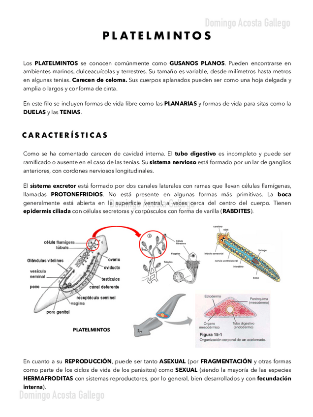Miniatura del documento Platelmintos-Nemertinos-y-Rotiferos.pdf