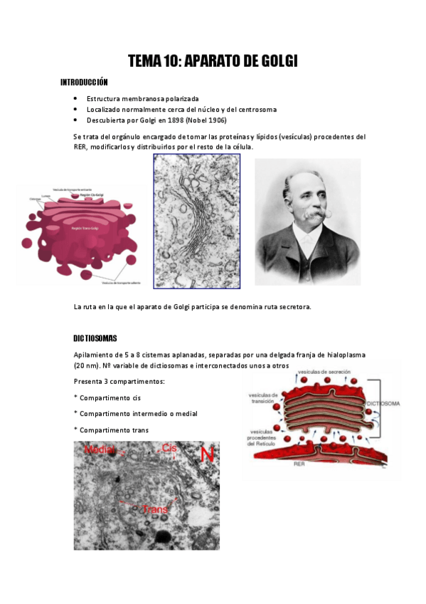Miniatura del documento aparato-de-golgi.pdf