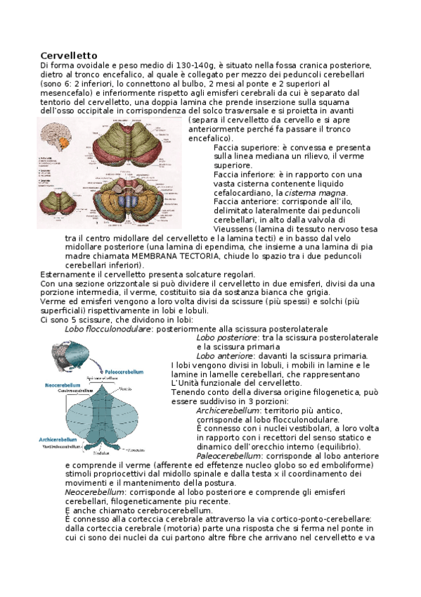 Miniatura del documento cervelletto.docx