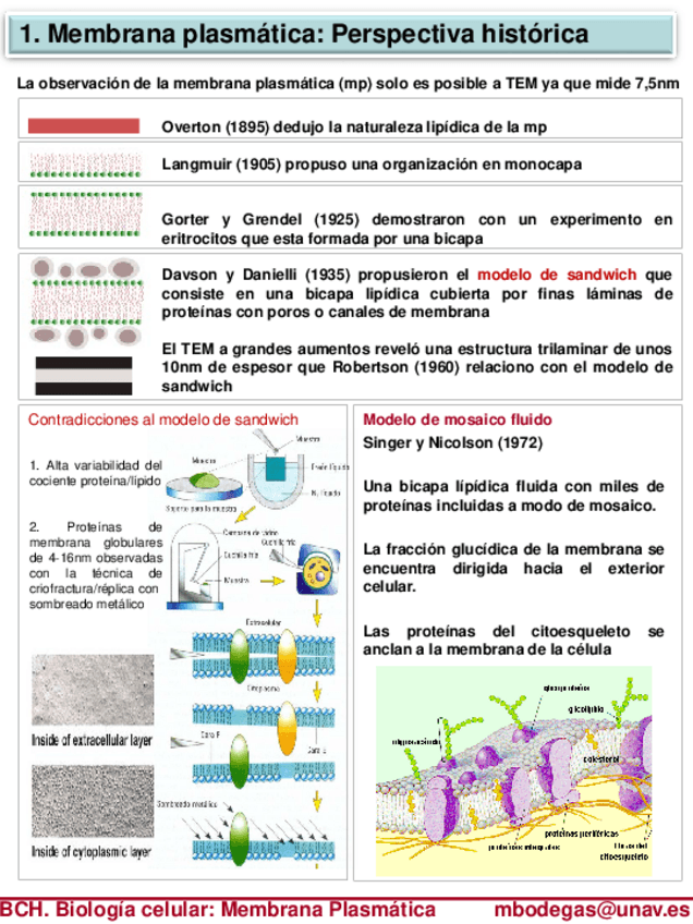 Miniatura del documento Tema-5-8-Membrana-Plasmatica-Alumnos.pdf