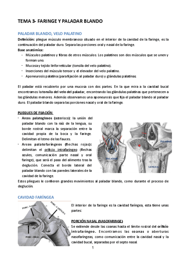 Miniatura del documento TEMA-3-CAVIDAD-FARINGEA.pdf