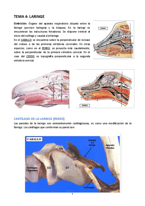 Miniatura del documento TEMA-4-LARINGE.pdf