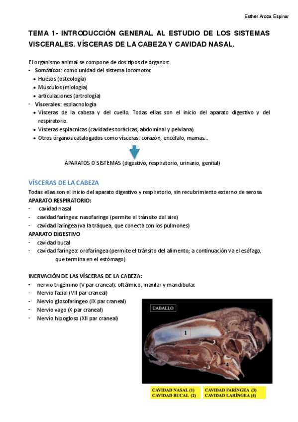 Miniatura del documento TEMA-1-CAVIDAD-NASAL.pdf