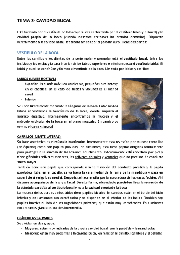 Miniatura del documento TEMA-2-CAVIDAD-BUCAL.pdf