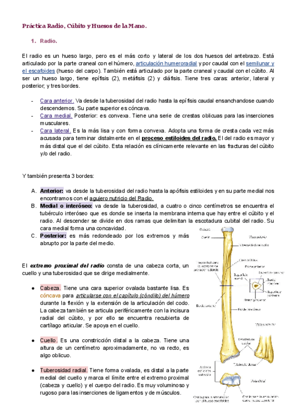 Miniatura del documento Radio-Cubito-y-Huesos-de-la-Mano.pdf