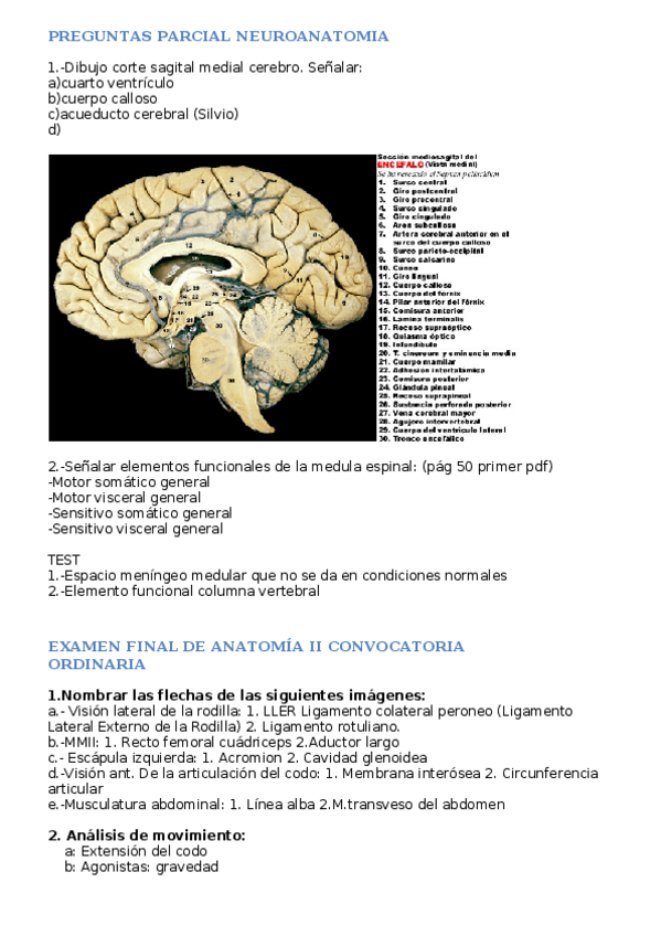 Miniatura del documento preguntas-final-Anatomia.docx
