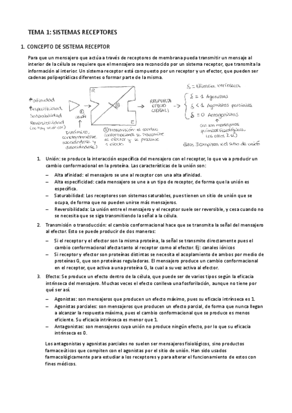 Miniatura del documento Tema 1- Sistemas receptores.pdf