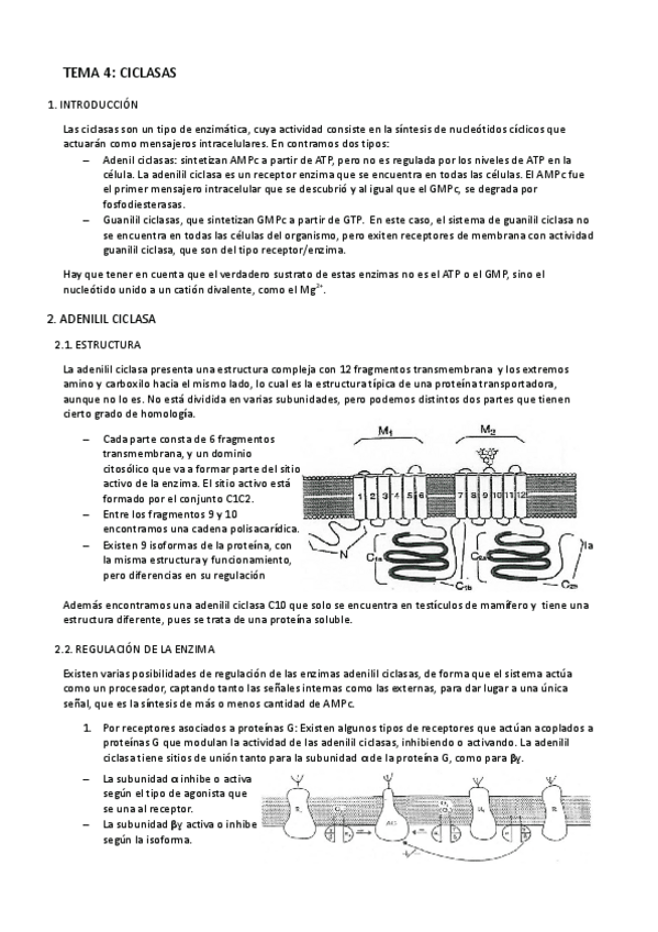 Miniatura del documento Tema 4- Ciclasas.pdf