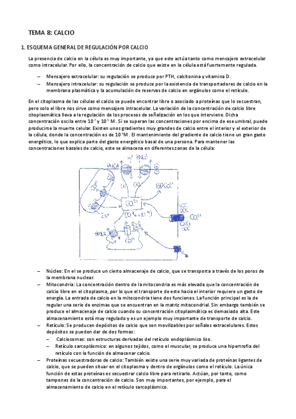 Miniatura del documento Tema 7-Calcio.pdf