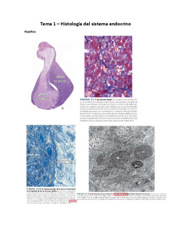 Miniatura del documento Imágenes Ross (falta oído y vista)