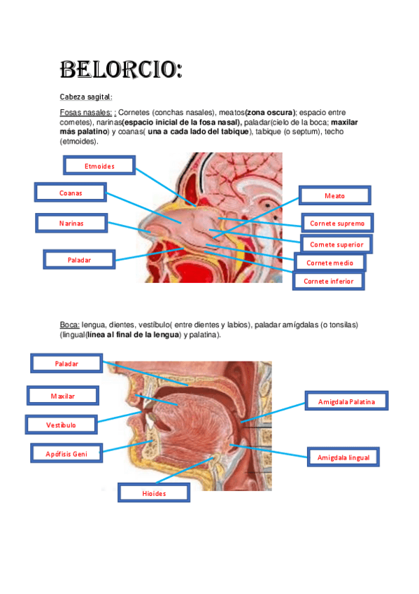 Miniatura del documento actualizada-Practica-4-ADRIAN-CERDAN-VILLALBA-1oENFERMERIA-GRUPO-A.pdf