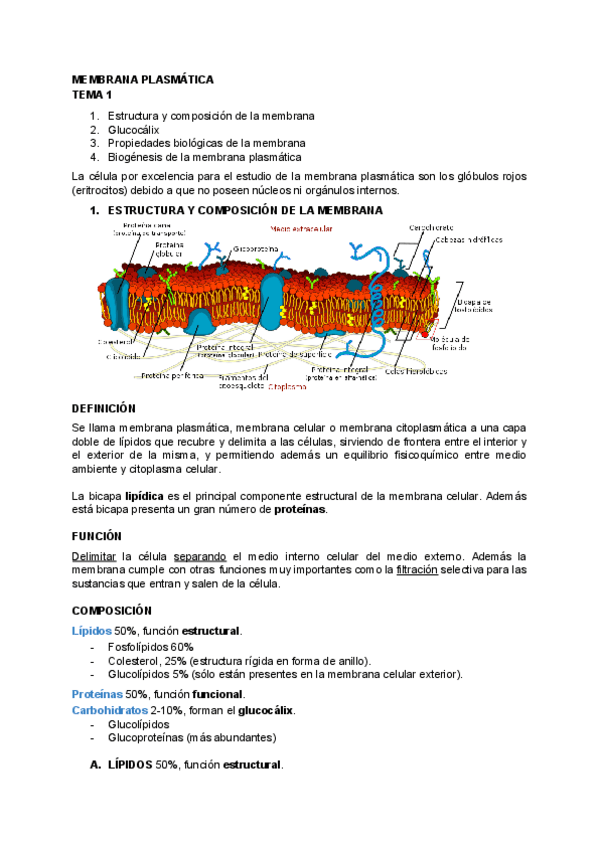 Miniatura del documento BIOLOGIA-TEMA-1.pdf