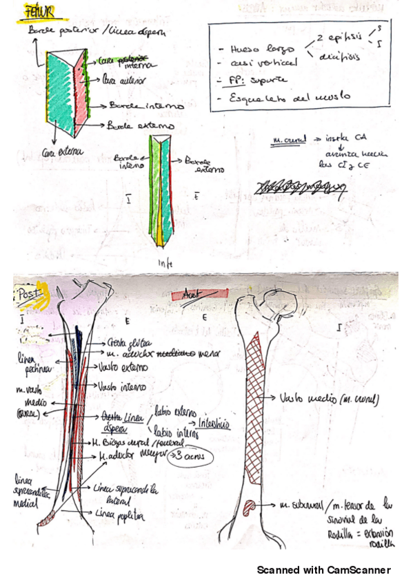 Miniatura del documento Femur-3.pdf