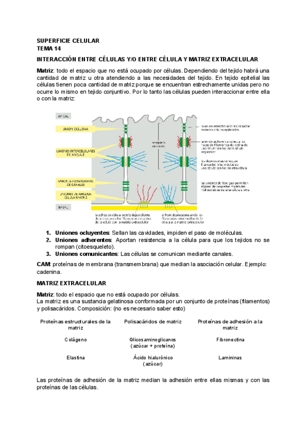 Miniatura del documento BIOLOGIA-TEMA-14.pdf