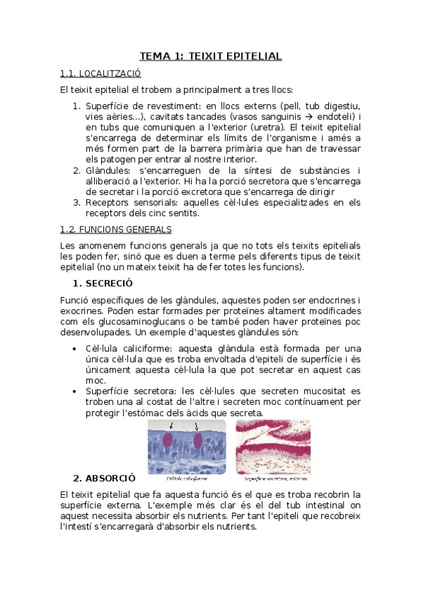 Miniatura del documento Tema-1-Teixit-epitelial.docx