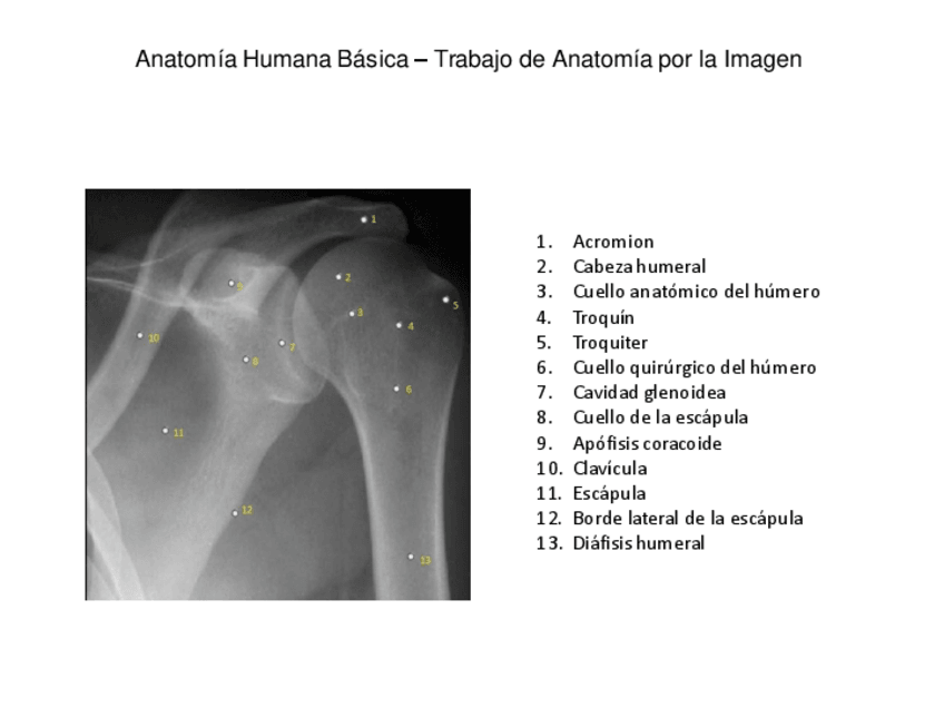 Miniatura del documento Trabajo-Anatomia-por-la-Imagen-OK.pdf