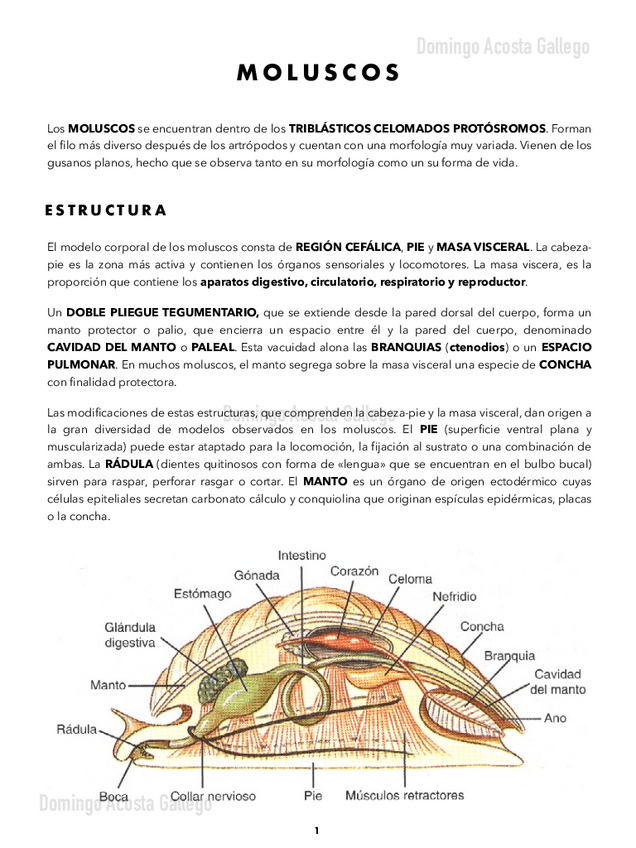 Miniatura del documento Moluscos.pdf