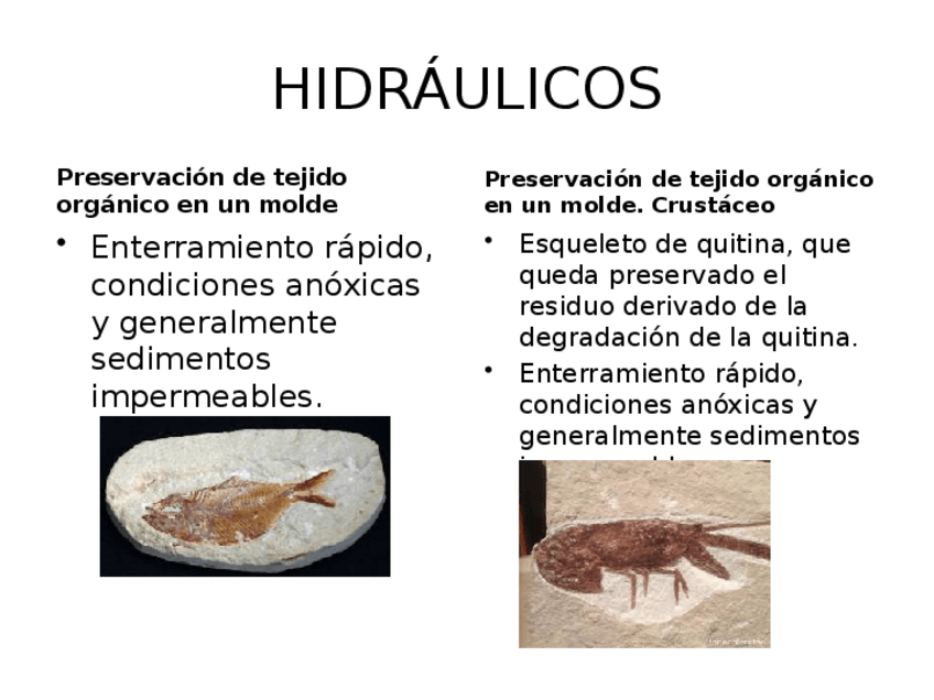 Miniatura del documento PRACTICAS-BIO.pptx