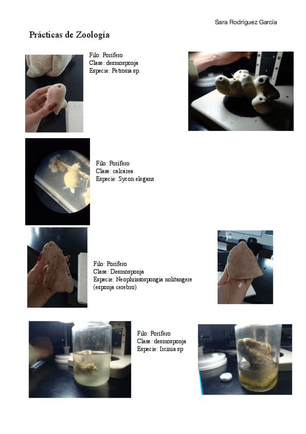 Miniatura del documento Examen-practico-de-zoologia.pdf