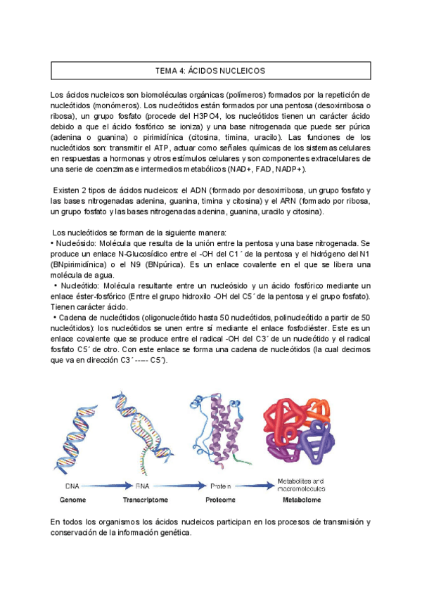 Miniatura del documento TEMA-4-ACIDOS-NUCLEICOS-BIOLOGIA-MOLECULAR.pdf