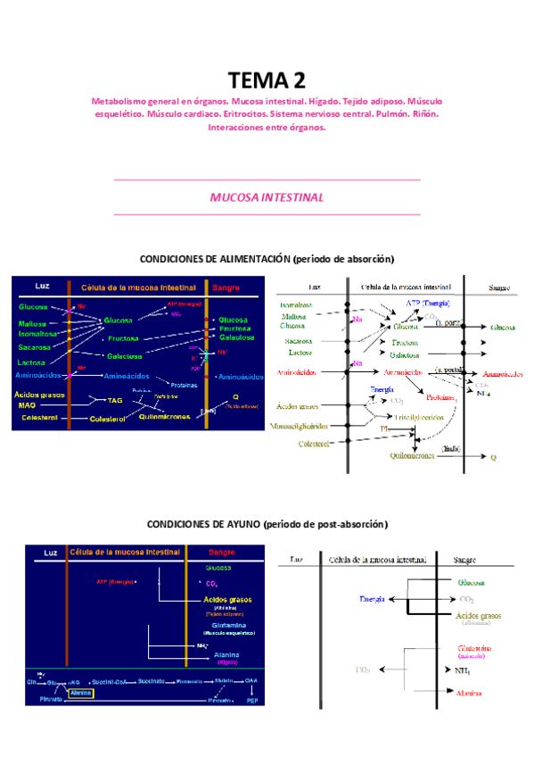 Miniatura del documento TEMA-2-RM.pdf