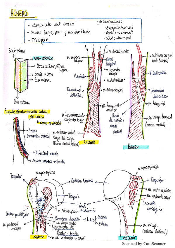 Miniatura del documento Osteologia-Humero.pdf