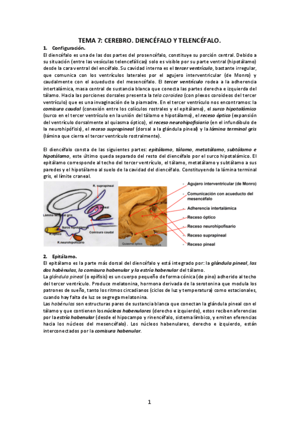 Miniatura del documento Tema-7-Prosencefalo-y-diencefalo.pdf